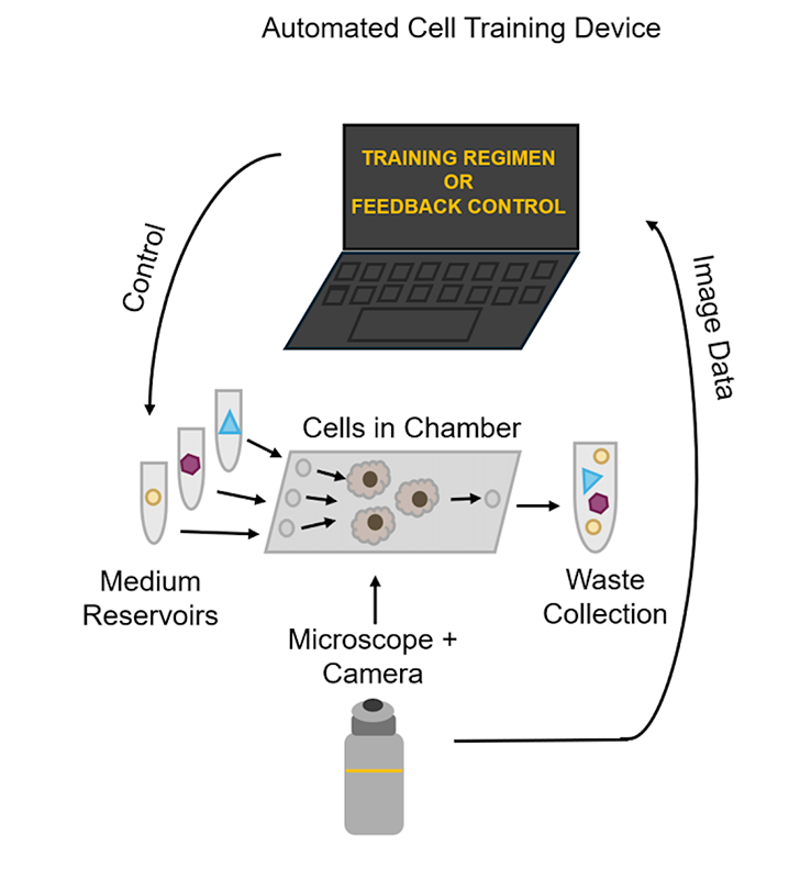 Cell Training Overview